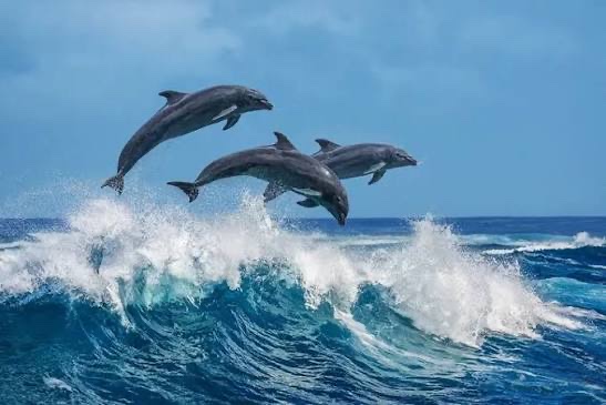 Dolphins leaping over a breaking wave