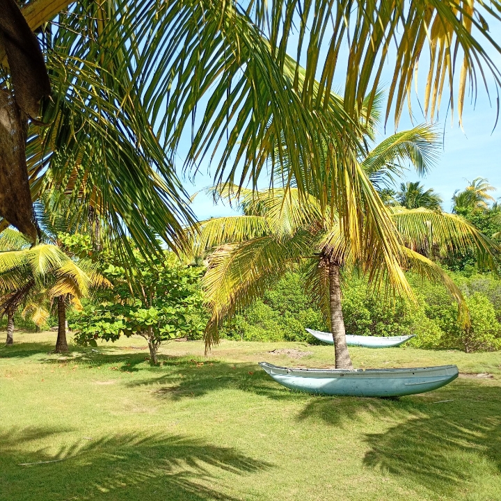 Outrigger boats resting under a coconut palm