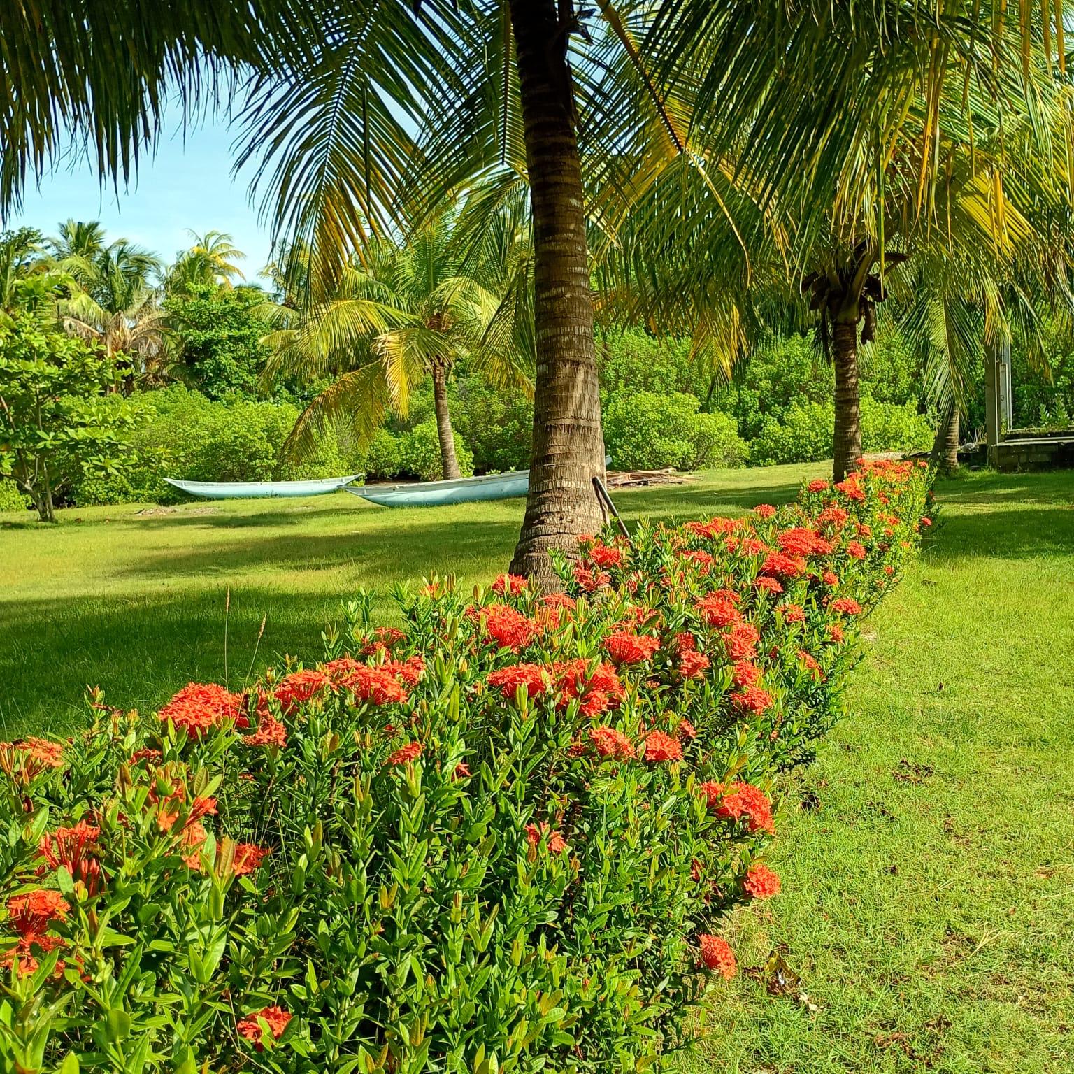 Flowering ixora hedge and outrigger boats on the lawn