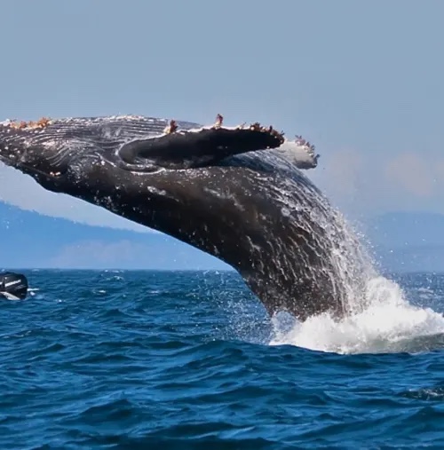 A whale breaching in deep blue water